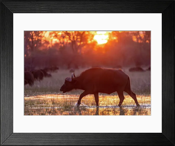 Framed Print : Buffalo, Okavango Delta, Botswana Framed Print : Buffalo, Okavango Delta, Botswana