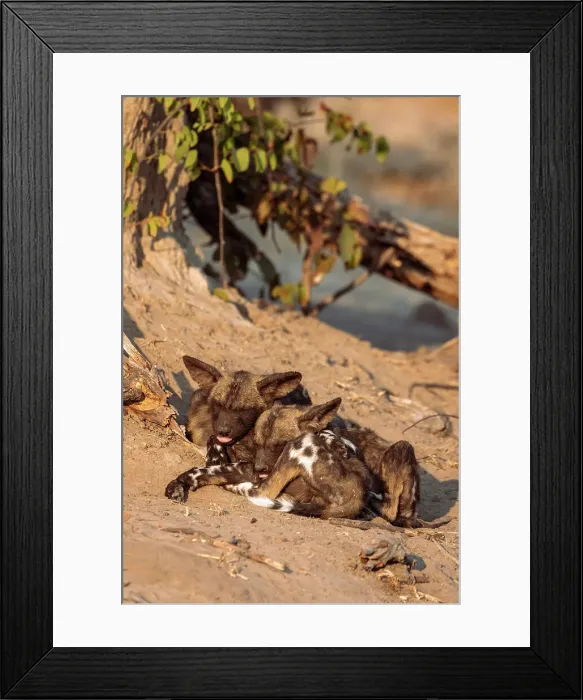 Framed Print : Wild Dog puppies, Okavango Delta, Botswana Framed Print : Wild Dog puppies, Okavango Delta, Botswana