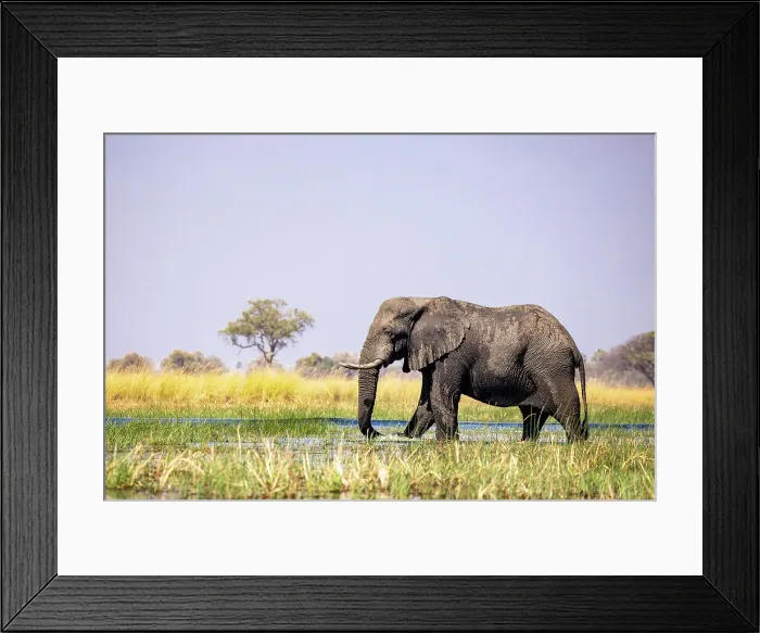 Framed Print : Elephant, Okavango Delta, Botswana Framed Print : Elephant, Okavango Delta, Botswana