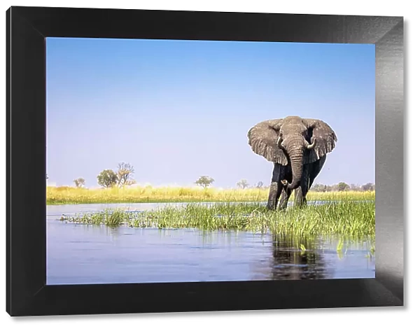 Elephant, Okavango Delta, Botswana