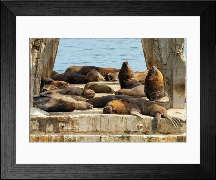 Framed Print : Small colony of Patagonian Sea Lions near Baron pier, Valparaiso, Valparaiso Province, Valparaiso Region, Chile Framed Print : Small colony of Patagonian Sea Lions near Baron pier, Valparaiso, Valparaiso Province, Valparaiso Region, Chile