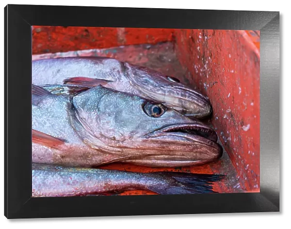 Detail shot of fish in crate at morning fish market, Caleta Portales, Valparaiso, Valparaiso Province, Valparaiso Region, Chile