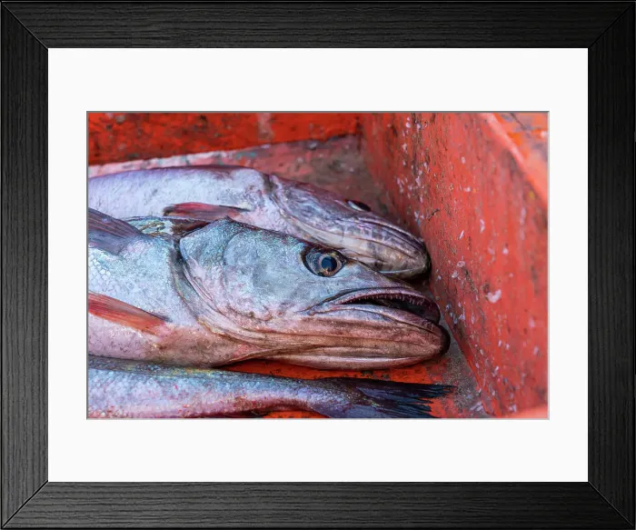 Framed Print : Detail shot of fish in crate at morning fish market, Caleta Portales, Valparaiso, Valparaiso Province, Valparaiso Region, Chile Framed Print : Detail shot of fish in crate at morning fish market, Caleta Portales, Valparaiso, Valparaiso Province, Valparaiso Region, Chile