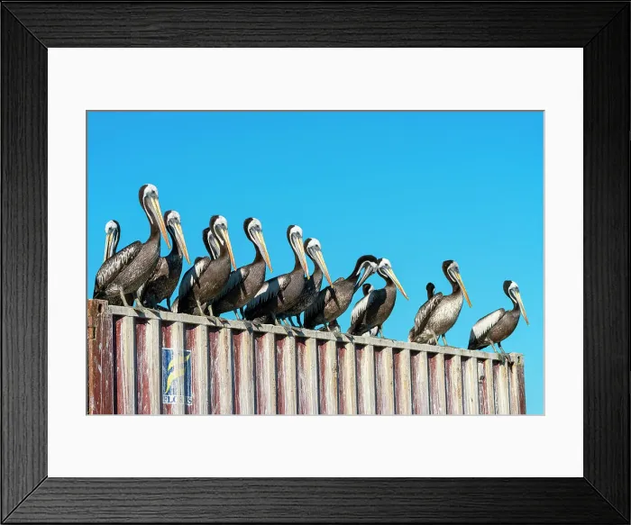 Framed Print : Pelicans perching on roof against clear blue sky, Caleta Portales, Valparaiso, Valparaiso Province, Valparaiso Region, Chile Framed Print : Pelicans perching on roof against clear blue sky, Caleta Portales, Valparaiso, Valparaiso Province, Valparaiso Region, Chile