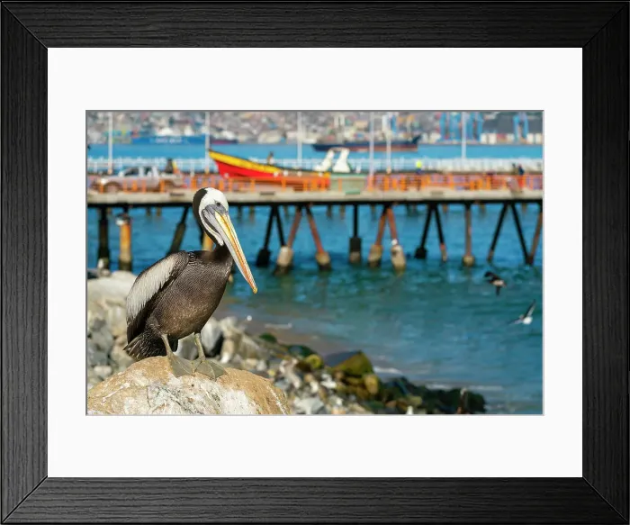 Framed Print : Pelican perching on rock at beach, Caleta Portales, Valparaiso, Valparaiso Province, Valparaiso Region, Chile Framed Print : Pelican perching on rock at beach, Caleta Portales, Valparaiso, Valparaiso Province, Valparaiso Region, Chile