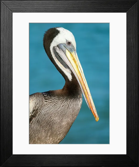 Framed Print : Detail of head and beak of pelican, Caleta Portales, Valparaiso, Valparaiso Province, Valparaiso Region, Chile Framed Print : Detail of head and beak of pelican, Caleta Portales, Valparaiso, Valparaiso Province, Valparaiso Region, Chile