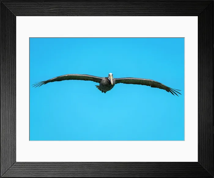 Framed Print : Pelican flying against clear blue sky, Caleta Portales, Valparaiso, Valparaiso Province, Valparaiso Region, Chile Framed Print : Pelican flying against clear blue sky, Caleta Portales, Valparaiso, Valparaiso Province, Valparaiso Region, Chile