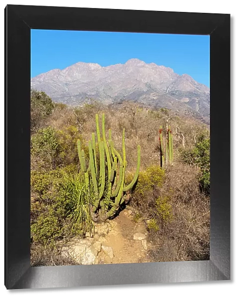 Cactus with Cerro La Campana in background, Sector Palmas de Ocoa, La Campana National Park, Cordillera de la Costa, Quillota Province, Valparaiso Region, Chile