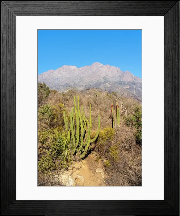 Framed Print : Cactus with Cerro La Campana in background, Sector Palmas de Ocoa, La Campana National Park, Cordillera de la Costa, Quillota Province, Valparaiso Region, Chile