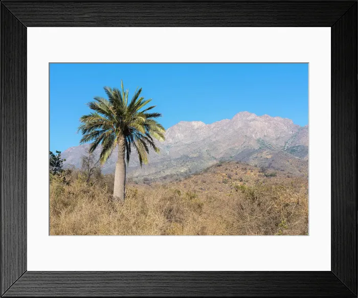 Framed Print : Chilean wine palm against Cerro La Campana, Sector Palmas de Ocoa, La Campana National Park, Cordillera de la Costa, Quillota Province, Valparaiso Region, Chile Framed Print : Chilean wine palm against Cerro La Campana, Sector Palmas de Ocoa, La Campana National Park, Cordillera de la Costa, Quillota Province, Valparaiso Region, Chile