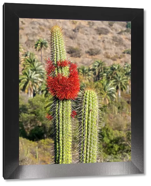 Detail of blooming cactus on sunny day at Sector Palmas de Ocoa, La Campana National Park, Cordillera De La Costa, Quillota Province, Valparaiso Region, Chile