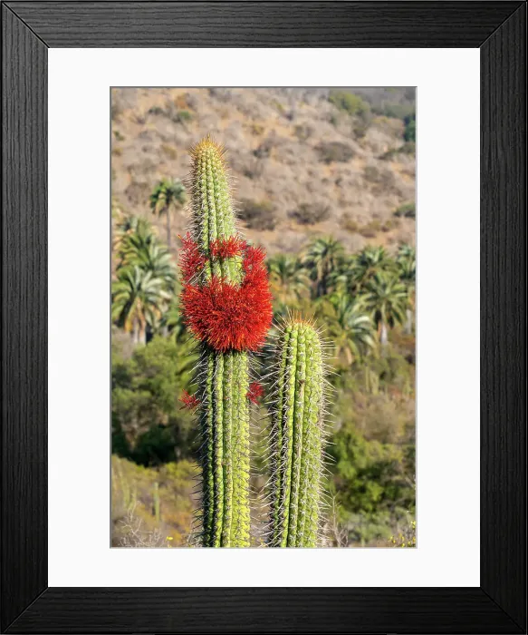 Framed Print : Detail of blooming cactus on sunny day at Sector Palmas de Ocoa, La Campana National Park, Cordillera De La Costa, Quillota Province, Valparaiso Region, Chile Framed Print : Detail of blooming cactus on sunny day at Sector Palmas de Ocoa, La Campana National Park, Cordillera De La Costa, Quillota Province, Valparaiso Region, Chile