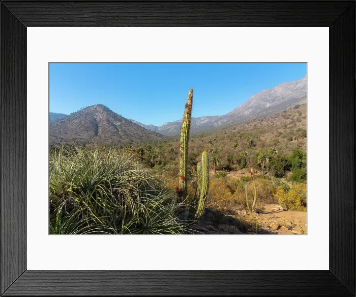 Framed Print : Tall cactus Tristerix aphyllus against mountains, Sector Palmas de Ocoa, La Campana National Park, Cordillera De La Costa, Quillota Province, Valparaiso Region, Chile Framed Print : Tall cactus Tristerix aphyllus against mountains, Sector Palmas de Ocoa, La Campana National Park, Cordillera De La Costa, Quillota Province, Valparaiso Region, Chile