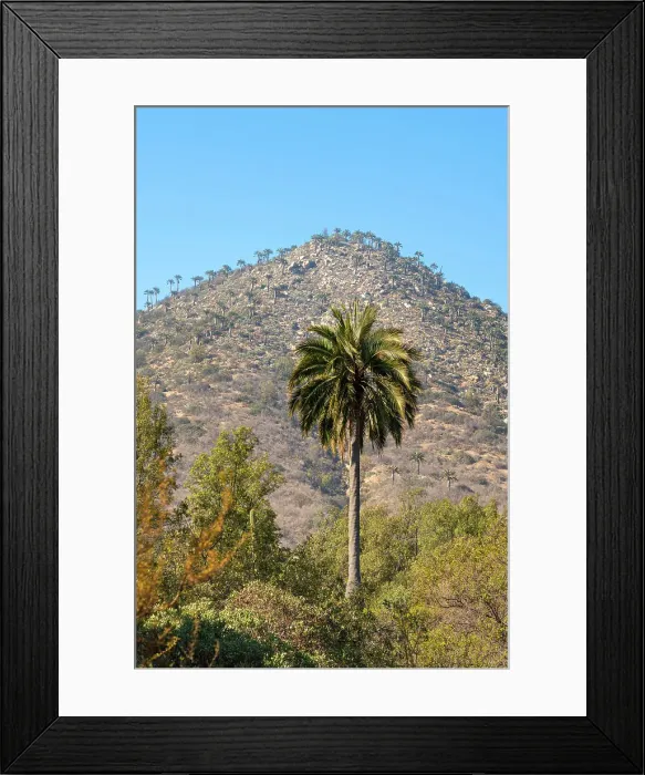 Framed Print : Native Chilean wine palm tree against mountain covered with palm trees, Sector Palmas de Ocoa, La Campana National Park, Cordillera De La Costa, Quillota Province, Valparaiso Region, Chile Framed Print : Native Chilean wine palm tree against mountain covered with palm trees, Sector Palmas de Ocoa, La Campana National Park, Cordillera De La Costa, Quillota Province, Valparaiso Region, Chile