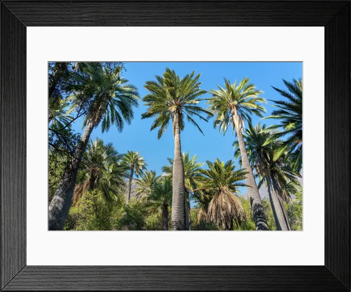 Framed Print : Low angle view of grove of Chilean wine palm trees at Sector Palmas de Ocoa, La Campana National Park, Cordillera De La Costa, Quillota Province, Valparaiso Region, Chile Framed Print : Low angle view of grove of Chilean wine palm trees at Sector Palmas de Ocoa, La Campana National Park, Cordillera De La Costa, Quillota Province, Valparaiso Region, Chile