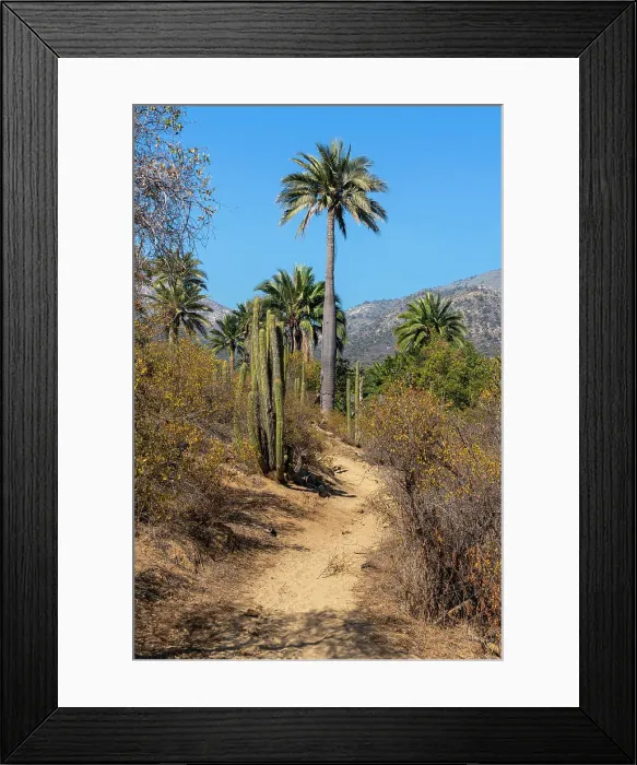 Framed Print : Hiking trail lined with cactus and Chilean palm trees at Sector Palmas de Ocoa, La Campana National Park, Cordillera De La Costa, Quillota Province, Valparaiso Region, Chile Framed Print : Hiking trail lined with cactus and Chilean palm trees at Sector Palmas de Ocoa, La Campana National Park, Cordillera De La Costa, Quillota Province, Valparaiso Region, Chile