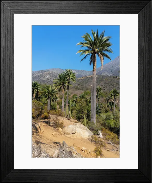 Framed Print : Hiking trail lined with cactus and Chilean palm trees at Sector Palmas de Ocoa, La Campana National Park, Cordillera De La Costa, Quillota Province, Valparaiso Region, Chile