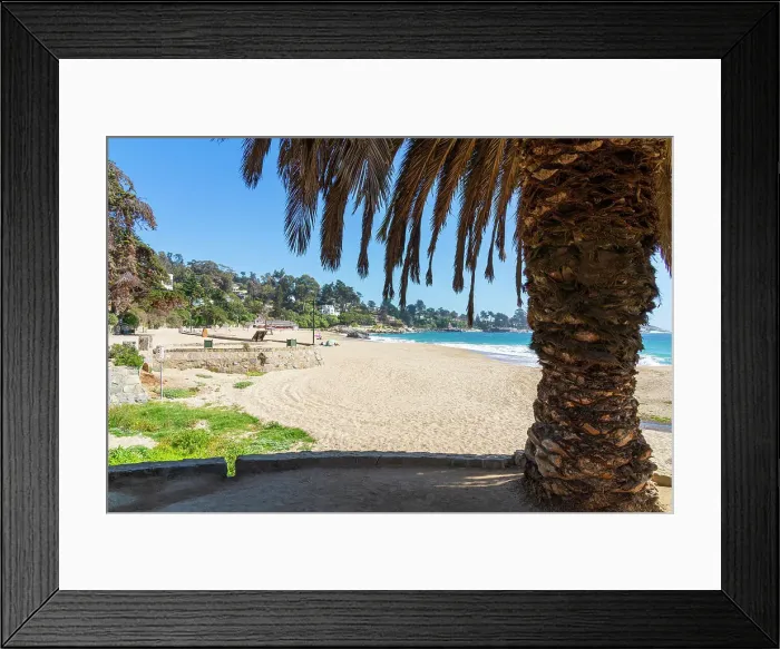 Framed Print : Palm tree at Zapallar beach, Zapallar, Petorca Province, Valparaiso Region, Chile Framed Print : Palm tree at Zapallar beach, Zapallar, Petorca Province, Valparaiso Region, Chile