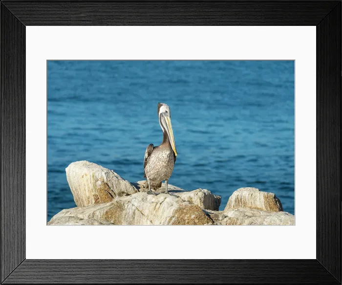 Framed Print : Pelican perching on rock, Caleta Higuerillas, Concon, Valparaiso Province, Valparaiso Region, Chile Framed Print : Pelican perching on rock, Caleta Higuerillas, Concon, Valparaiso Province, Valparaiso Region, Chile