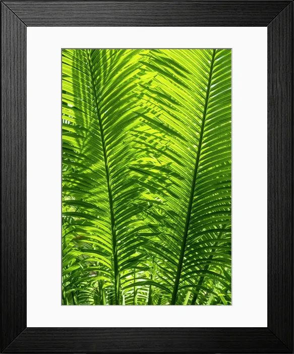 Framed Print : Botanical Gardens, Herrenhausen, Hannover, Lower Saxony, Germany Framed Print : Botanical Gardens, Herrenhausen, Hannover, Lower Saxony, Germany