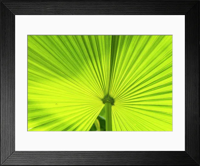 Framed Print : Botanical Gardens, Herrenhausen, Hannover, Lower Saxony, Germany Framed Print : Botanical Gardens, Herrenhausen, Hannover, Lower Saxony, Germany