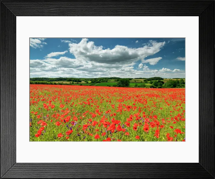 Framed Print : Field English Poppies, North Norfolk, England Framed Print : Field English Poppies, North Norfolk, England