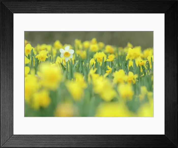 Framed Print : Field of daffodils in a Cornish field, Cornwall, England. Spring (April) 2022 Framed Print : Field of daffodils in a Cornish field, Cornwall, England. Spring (April) 2022