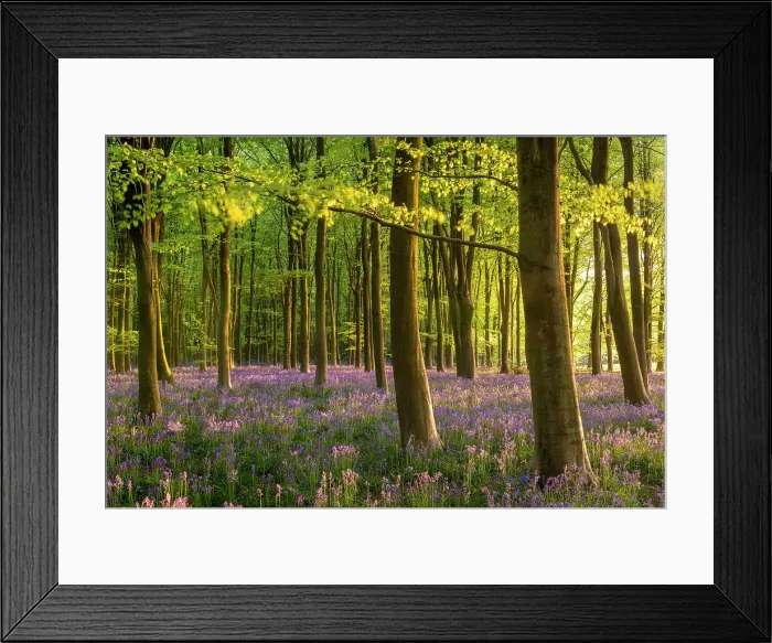 Framed Print : Beautiful evening sunlight in a bluebell woodland, Wiltshire, England. Spring (May) 2022 Framed Print : Beautiful evening sunlight in a bluebell woodland, Wiltshire, England. Spring (May) 2022