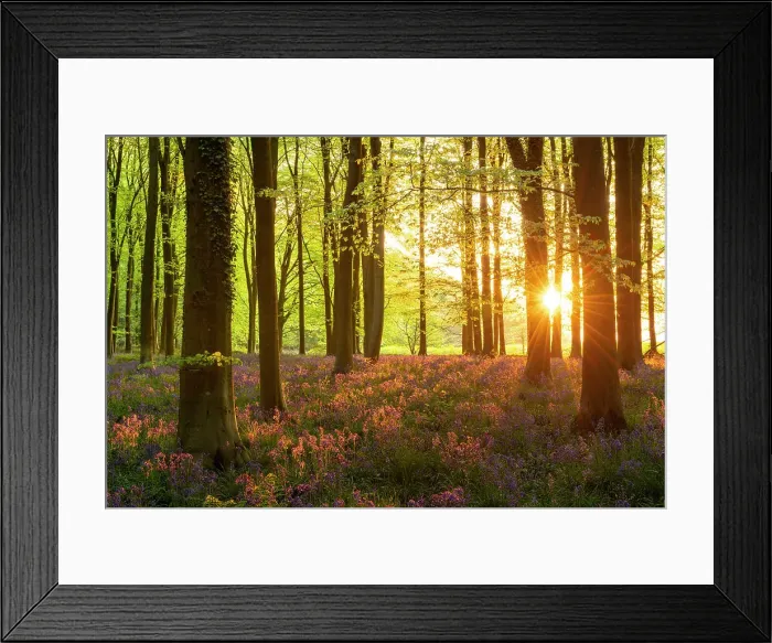 Framed Print : Late evening sunshine in a beautiful bluebell woodland, West Woods, Wiltshire, England. Spring (May) 2022 Framed Print : Late evening sunshine in a beautiful bluebell woodland, West Woods, Wiltshire, England. Spring (May) 2022