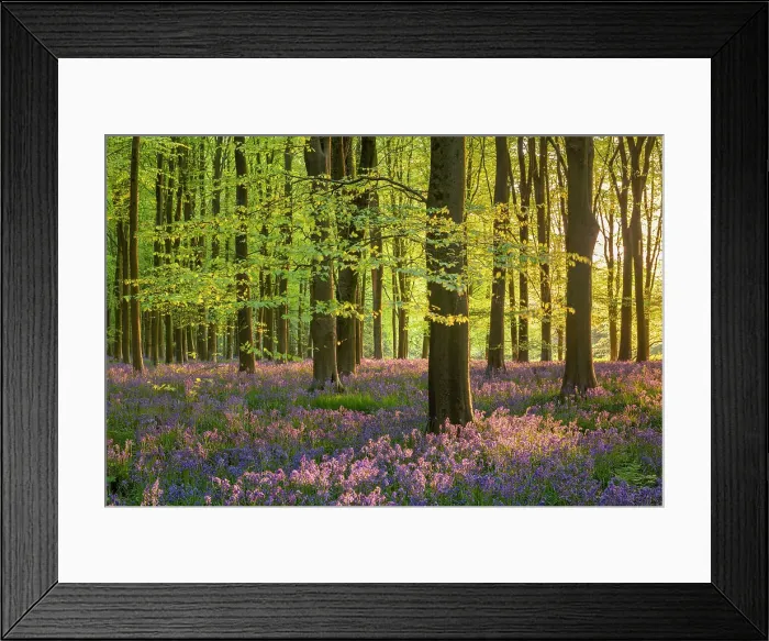 Framed Print : Late evening sunshine in a beautiful bluebell woodland, West Woods, Wiltshire, England. Spring (May) 2022 Framed Print : Late evening sunshine in a beautiful bluebell woodland, West Woods, Wiltshire, England. Spring (May) 2022