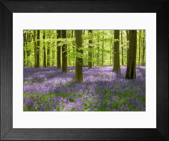 Framed Print : Morning sunlight in a bluebell woodland, West Woods, Wiltshire, England. Spring (May) 2022 Framed Print : Morning sunlight in a bluebell woodland, West Woods, Wiltshire, England. Spring (May) 2022