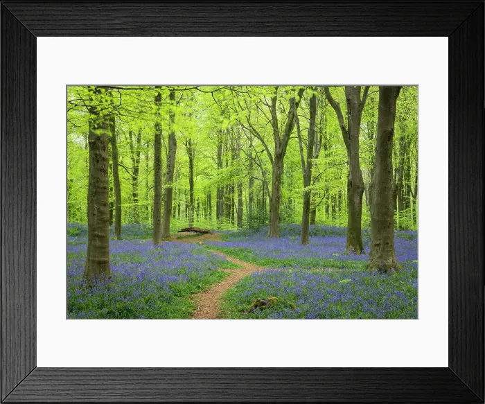 Framed Print : Footpath through a bluebell woodland, West Woods, Wiltshire, England. Spring (May) 2022 Framed Print : Footpath through a bluebell woodland, West Woods, Wiltshire, England. Spring (May) 2022
