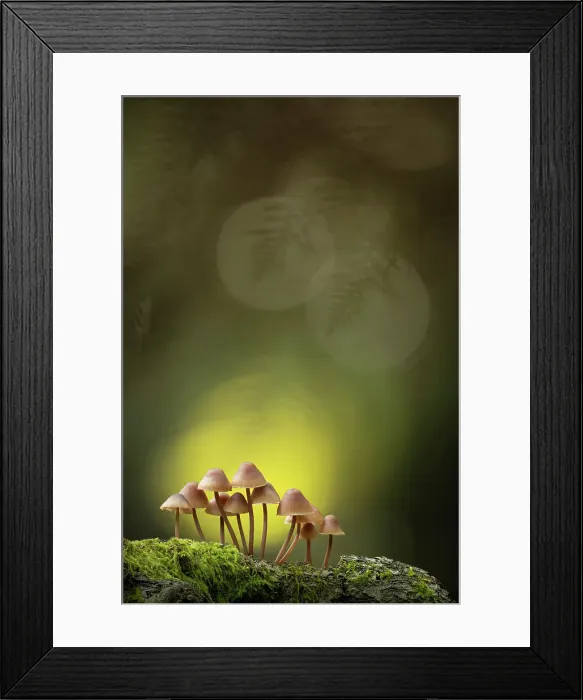 Framed Print : Clustered Bonnet (Mycena inclinata), New Forest National Park, Hampshire, England, UK Framed Print : Clustered Bonnet (Mycena inclinata), New Forest National Park, Hampshire, England, UK