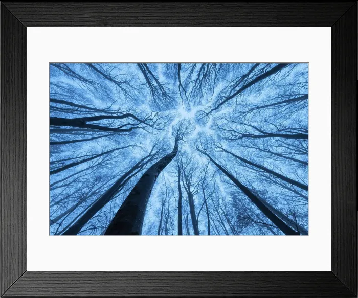 Framed Print : Beech woodland in winter, Cranborne Chase, Dorset, England, UK Framed Print : Beech woodland in winter, Cranborne Chase, Dorset, England, UK