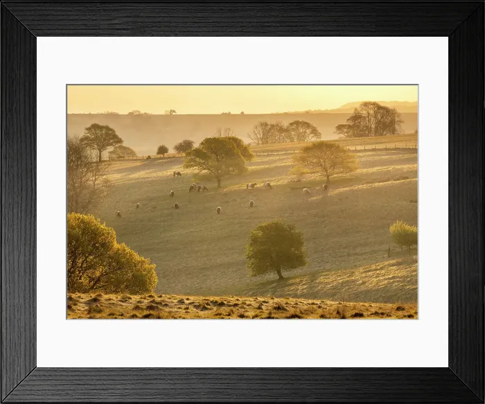 Framed Print : Oak trees (Quercus robur) on downland with belted galloway cattle, Mainden Newton, Dorset, England, UK