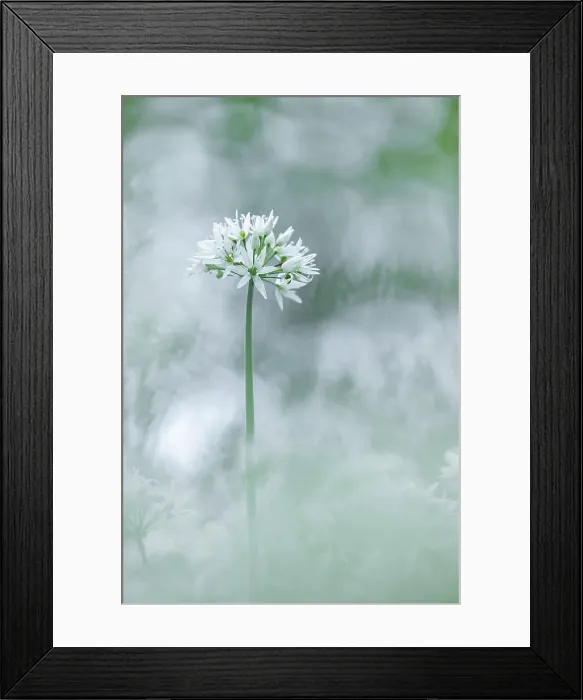 Framed Print : Ramsons (Allium ursinum) in bloom in broadleaved woodland near Milton Abbas, Dorset, England, UK Framed Print : Ramsons (Allium ursinum) in bloom in broadleaved woodland near Milton Abbas, Dorset, England, UK