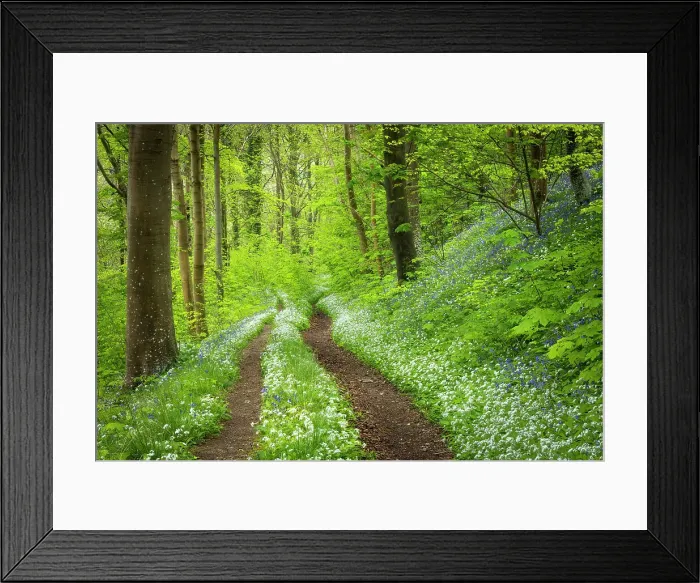 Framed Print : Broadleaved woodland in springtime with ramsons and bluebells, Milton Abbas, Abbas, Dorset, England, UK Framed Print : Broadleaved woodland in springtime with ramsons and bluebells, Milton Abbas, Abbas, Dorset, England, UK