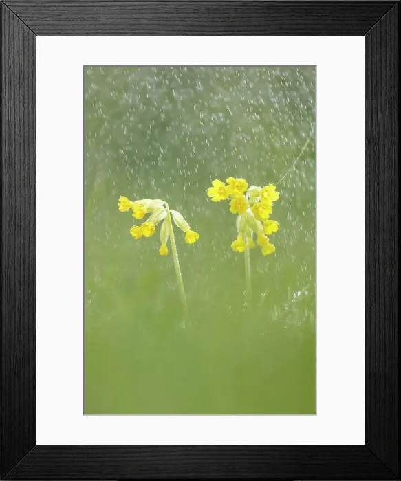 Framed Print : Cowslips (Primula veris) in rain shower, Hardington Moor NNR, Somerset, England, UK Framed Print : Cowslips (Primula veris) in rain shower, Hardington Moor NNR, Somerset, England, UK