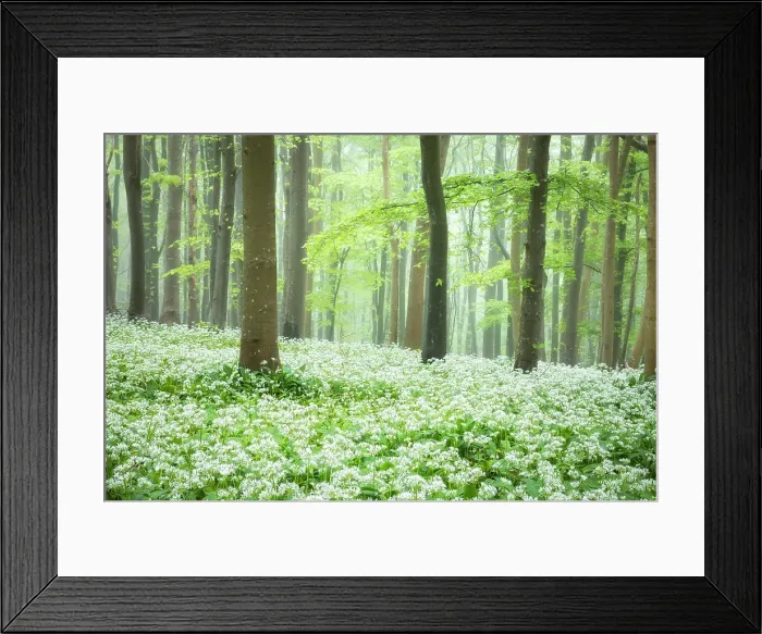 Framed Print : Ramsons (Allium ursinum) blooming in broadleaved woodland near Ashmore, Dorset, England, UK Framed Print : Ramsons (Allium ursinum) blooming in broadleaved woodland near Ashmore, Dorset, England, UK