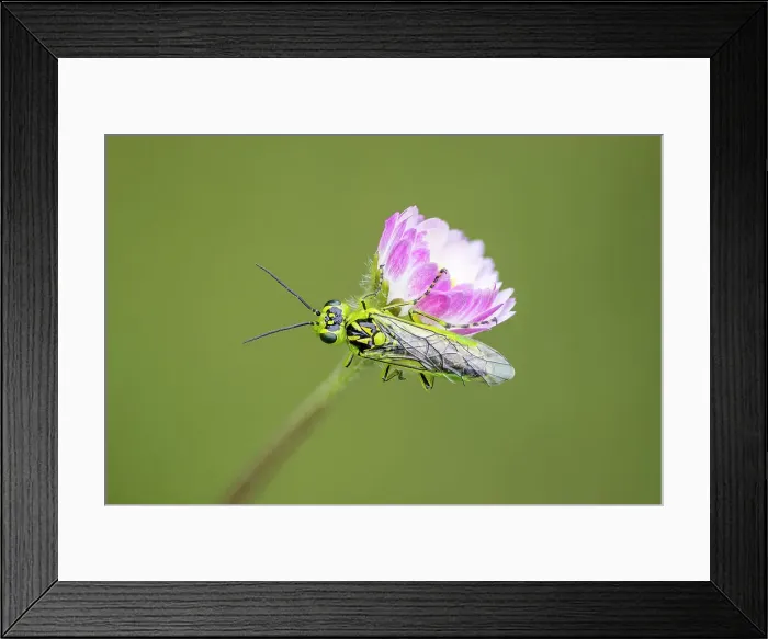 Framed Print : Green sawfly (Rhogogaster viridis) on daisy, Hardington Moor NNR, Somerset, England, UK Framed Print : Green sawfly (Rhogogaster viridis) on daisy, Hardington Moor NNR, Somerset, England, UK