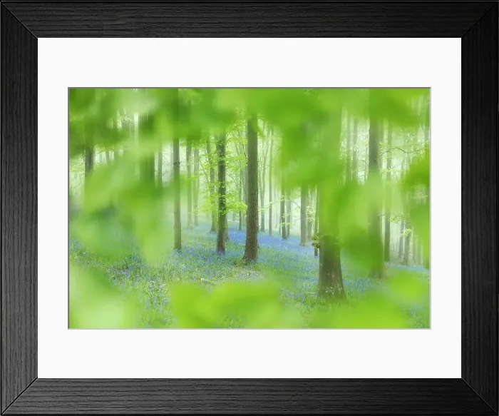 Framed Print : Beech woodland with bluebells, Ashmore Woods, Cranborne Chase, Dorset, England, UK Framed Print : Beech woodland with bluebells, Ashmore Woods, Cranborne Chase, Dorset, England, UK