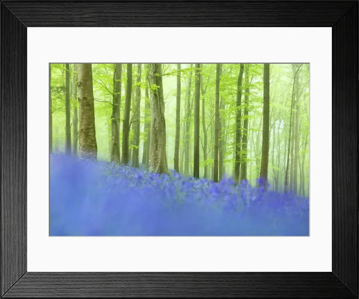 Framed Print : Bluebells in beech woodland, Ashmore Wood, Cranborne Chase, Dorset, England, UK Framed Print : Bluebells in beech woodland, Ashmore Wood, Cranborne Chase, Dorset, England, UK