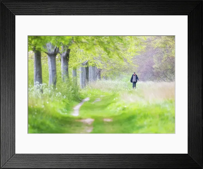 Framed Print : Walker on footpath near Kingston lacy, Dorset, England, UK Framed Print : Walker on footpath near Kingston lacy, Dorset, England, UK