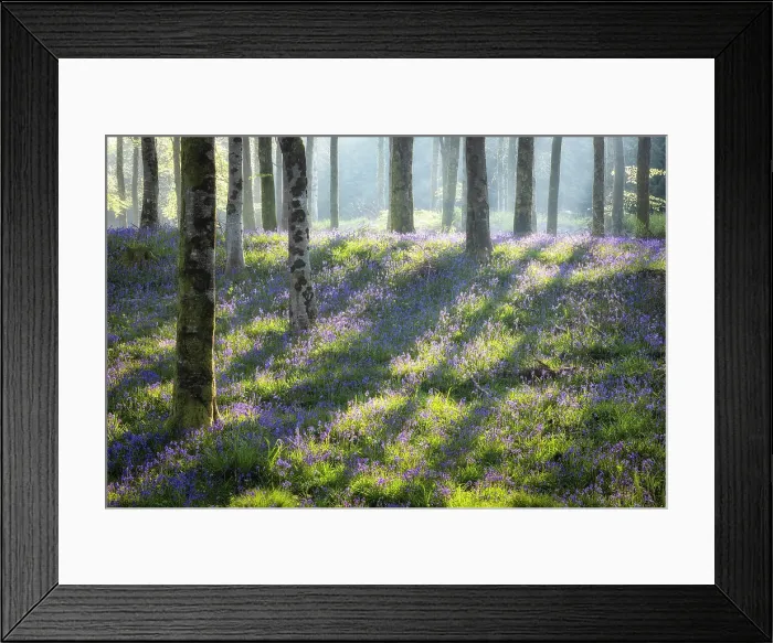 Framed Print : Blueball woodland, near Beaminster, Dorset, England, UK Framed Print : Blueball woodland, near Beaminster, Dorset, England, UK