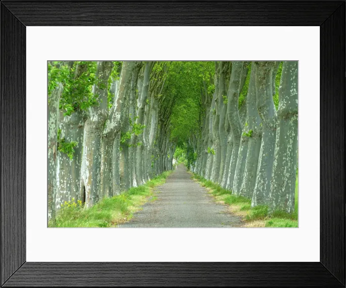 Framed Print : Country Lane Lined by Sycamore Trees, Aude, Occitanie, France Framed Print : Country Lane Lined by Sycamore Trees, Aude, Occitanie, France