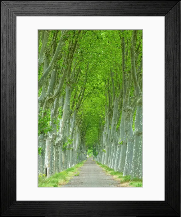 Framed Print : Country Lane Lined by Sycamore Trees, Aude, Occitanie, France Framed Print : Country Lane Lined by Sycamore Trees, Aude, Occitanie, France