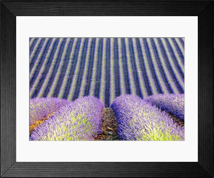 Framed Print : France, Provence-Alpes-Cote d Azur, Rows of lavender on the Plateau de Valensole Framed Print : France, Provence-Alpes-Cote d Azur, Rows of lavender on the Plateau de Valensole