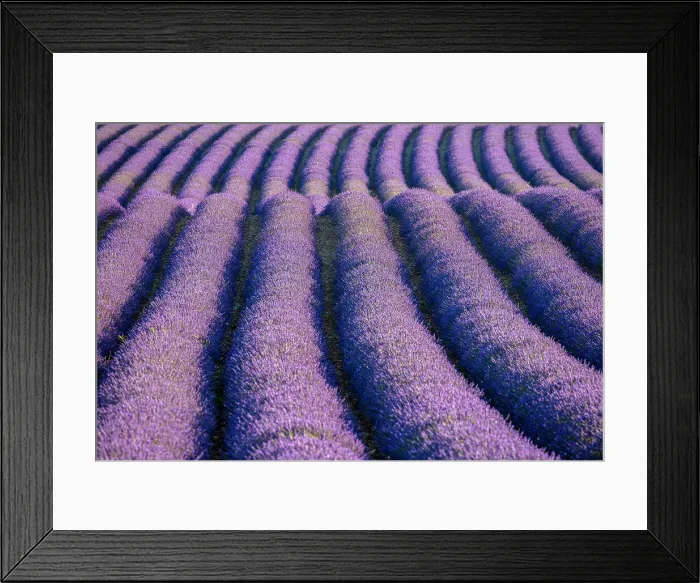 Framed Print : France, Provence-Alpes-Cote d Azur, Plateau de Valensole, rows of lavender Framed Print : France, Provence-Alpes-Cote d Azur, Plateau de Valensole, rows of lavender