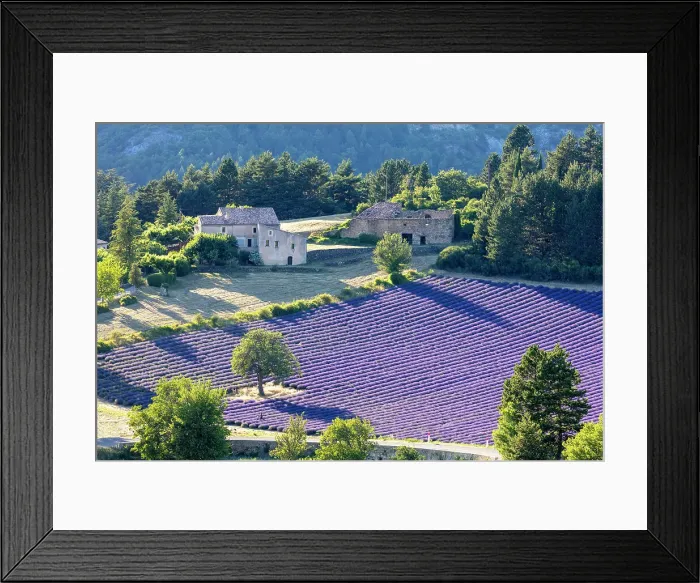 Framed Print : France, Provence-Alpes-Cote d Azur, Aurel, field of lavender Framed Print : France, Provence-Alpes-Cote d Azur, Aurel, field of lavender