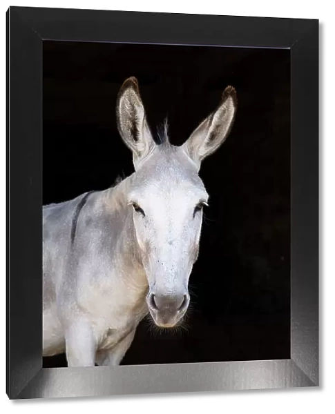 France, Nouvelle-Aquitaine, a white donkey